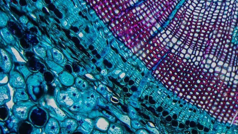 Biotech Cell Cross Section